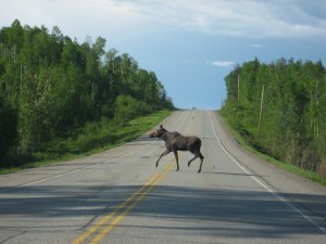 A moose on the highway on the drive to Alaska