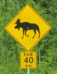 Moose on Highway